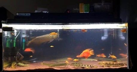 金龍魚是什么魚？：金龍魚怎么養？