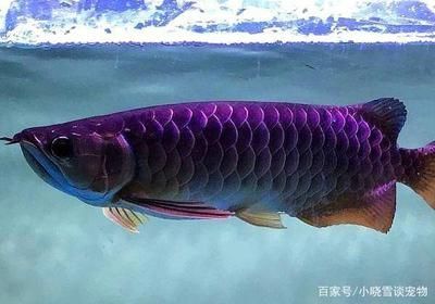龍魚一直打架什么原因，不同品種龍魚混養(yǎng)注意事項，龍魚打架時的應(yīng)急措施