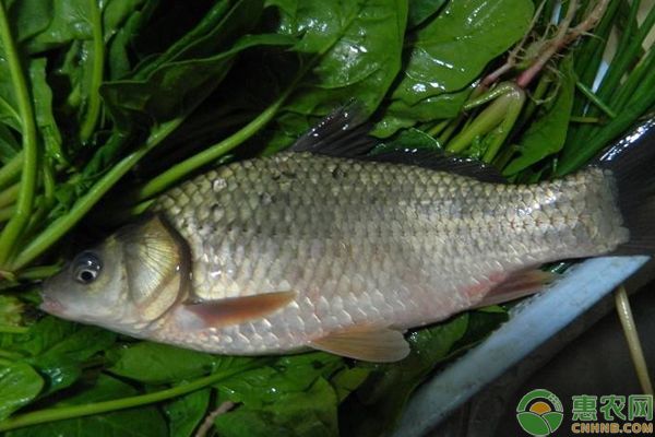黃金龍魚養(yǎng)殖注意事項有哪些：黃金龍魚養(yǎng)殖注意事項