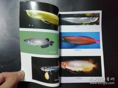 龍魚的養(yǎng)殖與鑒賞:龍魚養(yǎng)殖與鑒賞 龍魚百科 第3張 龍魚的養(yǎng)殖與鑒賞:龍魚養(yǎng)殖與鑒賞 龍魚的養(yǎng)殖與鑒賞:龍魚養(yǎng)殖與鑒賞 龍魚百科 第3張