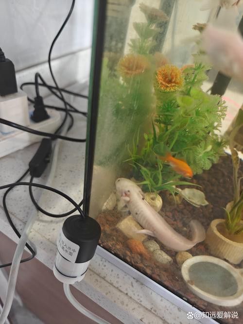 六角龍魚怎么養？3點注意事項圖片