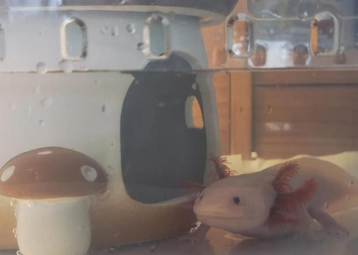 六角龍魚怎么養？3點注意事項圖片