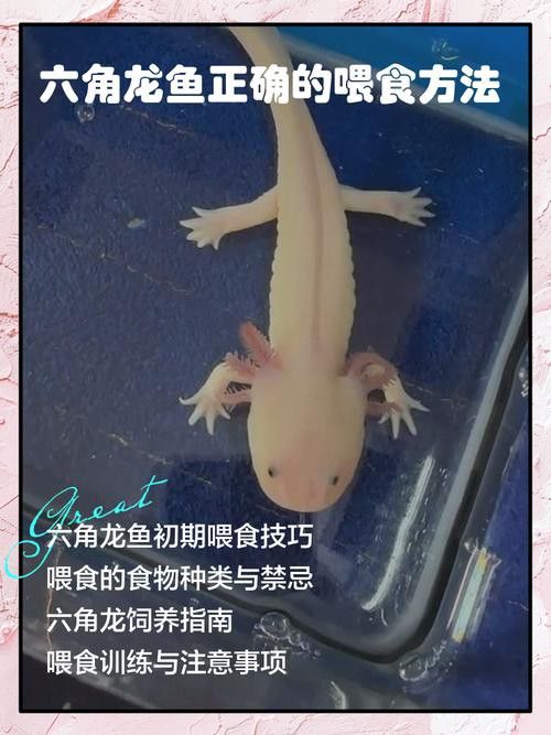 六角龍魚怎么養？3點注意事項圖片