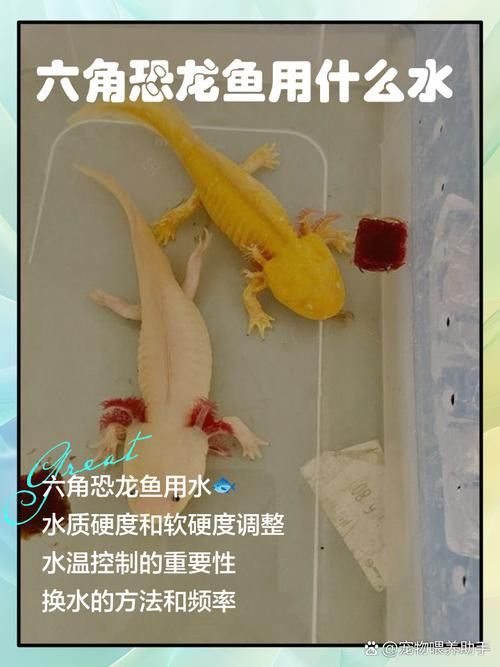 六角龍魚怎么養？3點注意事項圖片