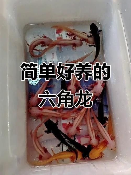 六角龍魚怎么養？3點注意事項圖片