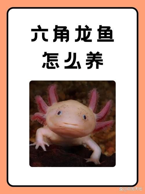 六角龍魚怎么養？3點注意事項圖片