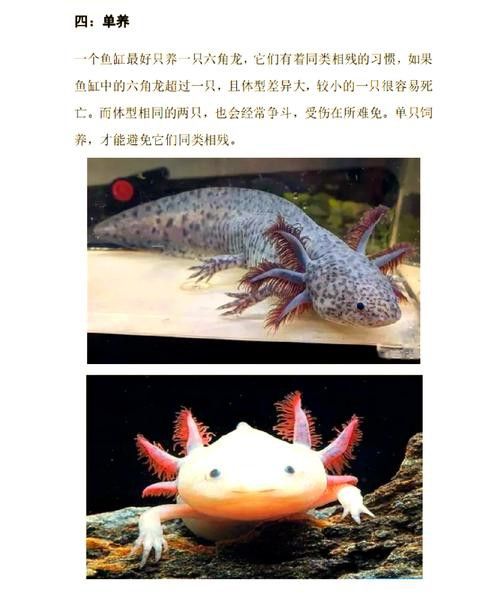 六角龍魚怎么養？3點注意事項圖片
