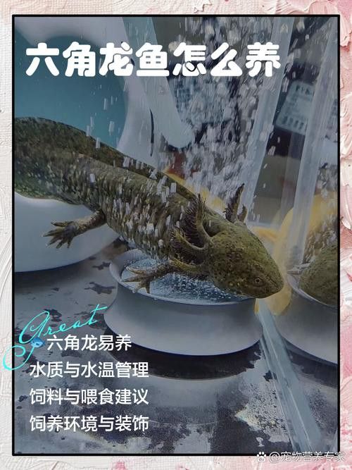 六角龍魚怎么養？3點注意事項圖片