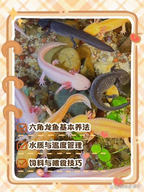 六角龍魚怎么養？3點注意事項圖片