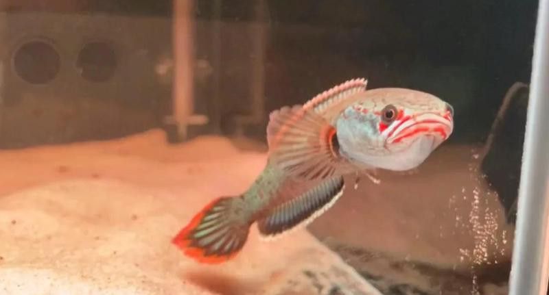 血斑雷龍魚1型