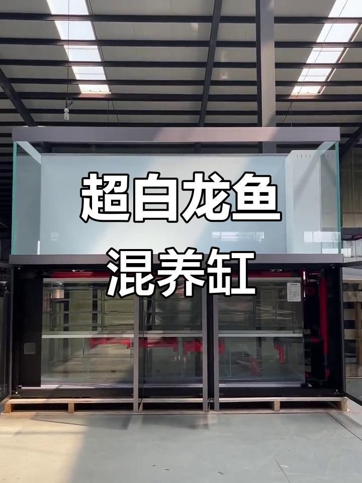 龍魚混養(yǎng)需要哪些特殊設(shè)備？
