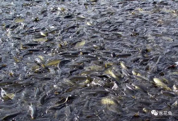 龍魚飼料中蛋白質含量標準：龍魚飼料中蛋白質含量的標準