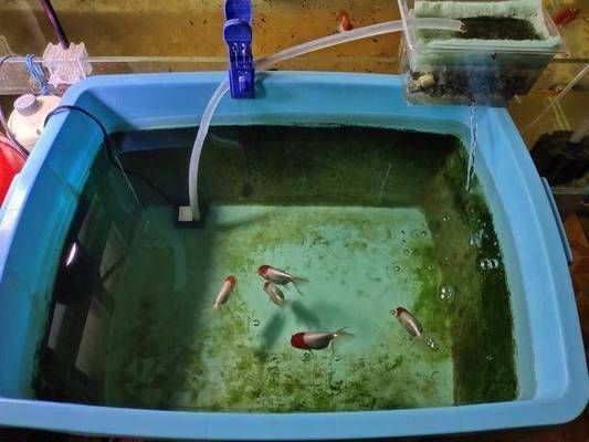 龍魚缸過濾棉多久換一次比較好：龍魚缸過濾棉更換頻率