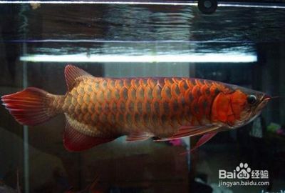 紅龍魚挑選幼苗的方法圖解 紅龍魚挑選幼苗的方法圖解 龍魚百科 第2張