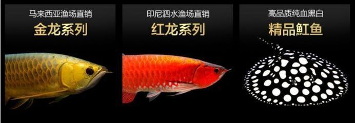 小龍魚苗一天喂幾次食：小龍魚苗一天喂幾次？ 小龍魚苗一天喂幾次食：小龍魚苗一天喂幾次？ 龍魚百科 第2張