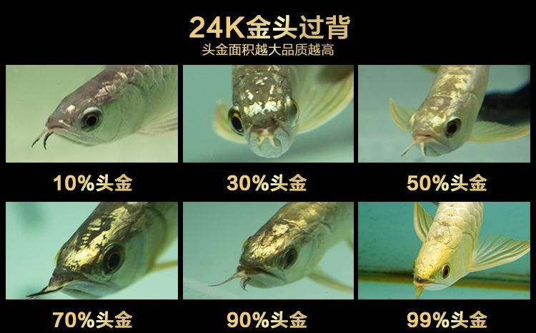 小龍魚苗一天喂幾次食：小龍魚苗一天喂幾次？ 小龍魚苗一天喂幾次食：小龍魚苗一天喂幾次？ 龍魚百科 第1張