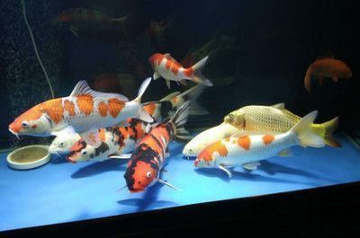 黑桃A魚苗常見疾病防治，黑桃a魚苗常見疾病防治方法