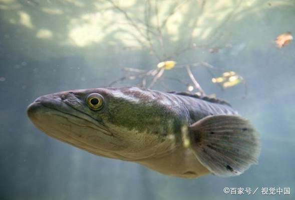 黑桃A魚苗常見疾病防治，黑桃a魚苗常見疾病防治方法