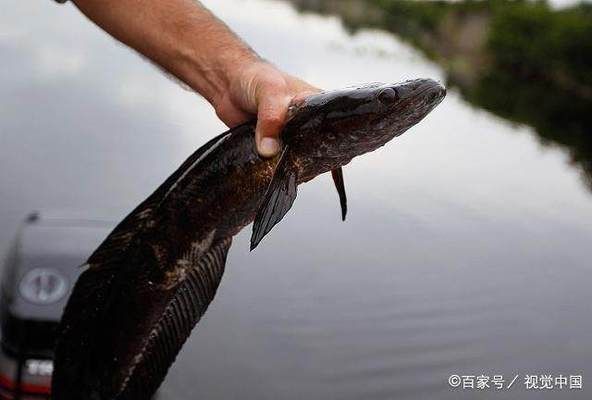 黑桃A魚苗常見疾病防治，黑桃a魚苗常見疾病防治方法