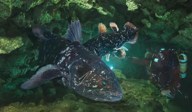 四腳恐龍魚能活多久 四腳恐龍魚能活多久 龍魚百科 第2張