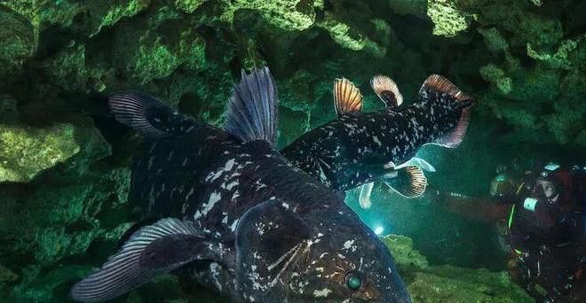 四腳恐龍魚能活多久 四腳恐龍魚能活多久 龍魚百科 第1張