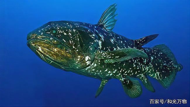 四腳恐龍魚能活多久 四腳恐龍魚能活多久 龍魚百科 第3張