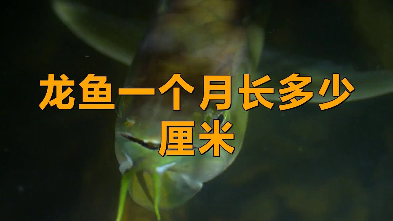 如何判斷24K龍魚的年齡？