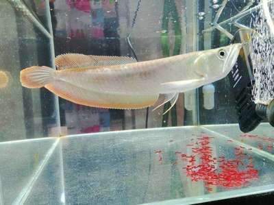 銀龍魚70公分長價格（70公分長的銀龍魚價格因地區、銷售渠道和時間而異）