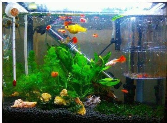 辦公室魚缸放在哪里最招財，辦公室魚缸養(yǎng)護的風水技巧