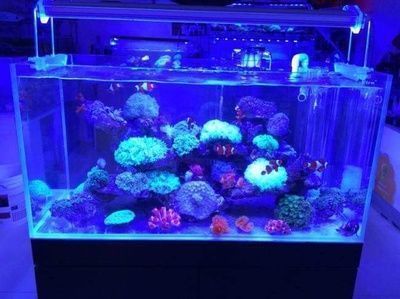 辦公室魚缸放在哪里最招財，辦公室魚缸養(yǎng)護的風水技巧