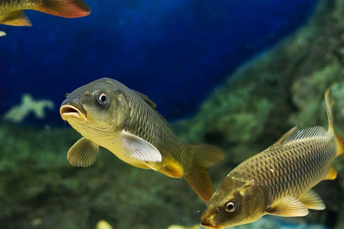 龍魚蒙眼一般幾天能好啊