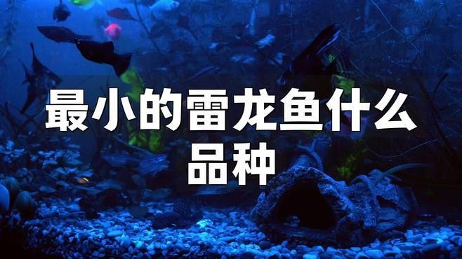 有長不大的龍魚品種有哪些