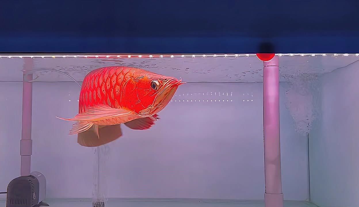 紅龍魚用什么燈好看：紅龍魚,紅龍魚用什么燈好看 紅龍魚用什么燈好看：紅龍魚,紅龍魚用什么燈好看 龍魚百科 第1張
