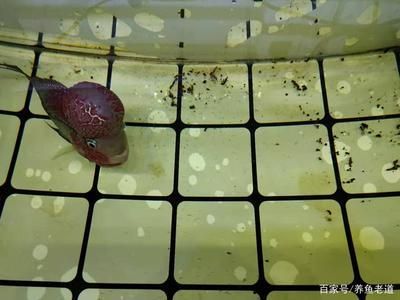 龍魚吃食老是咀嚼不吞食什么原因：龍魚吃食時咀嚼不吞食可能由以下幾個原因引起龍魚拒食