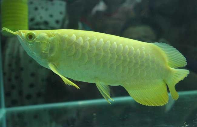 紅老虎魚能跟龍魚混養嗎圖片