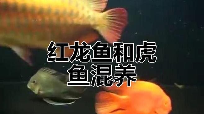 紅老虎魚能跟龍魚混養嗎圖片