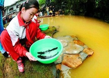黃龍魚在混養時需要注意以下幾個方面，適合與什么魚混養：黃龍魚可以和什么魚混養 黃龍魚在混養時需要注意以下幾個方面，適合與什么魚混養：黃龍魚可以和什么魚混養 龍魚百科 第2張