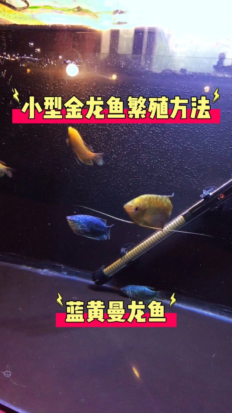 有哪些曼龍魚品種可以繁殖？