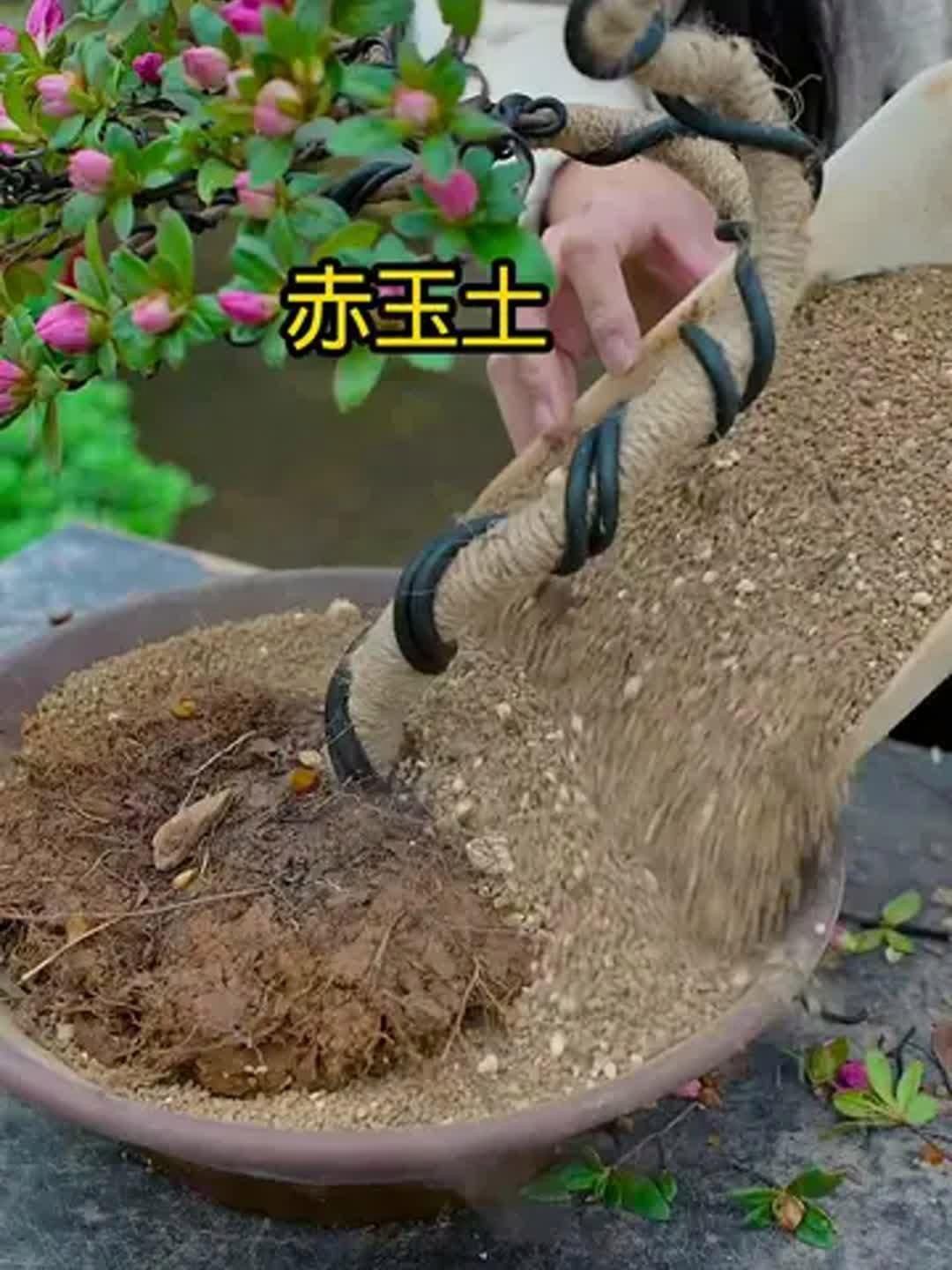 鹿沼土和赤玉土有啥區(qū)別