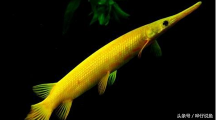 廣州觀賞魚批發(fā)市場祥龍魚場5（廣州觀賞魚批發(fā)市場祥龍魚場）