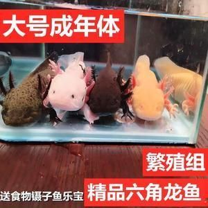 有沒有冷水龍魚養(yǎng)：冷水龍魚可以冷水養(yǎng)殖嗎？