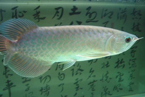 青龍魚是什么魚圖片欣賞