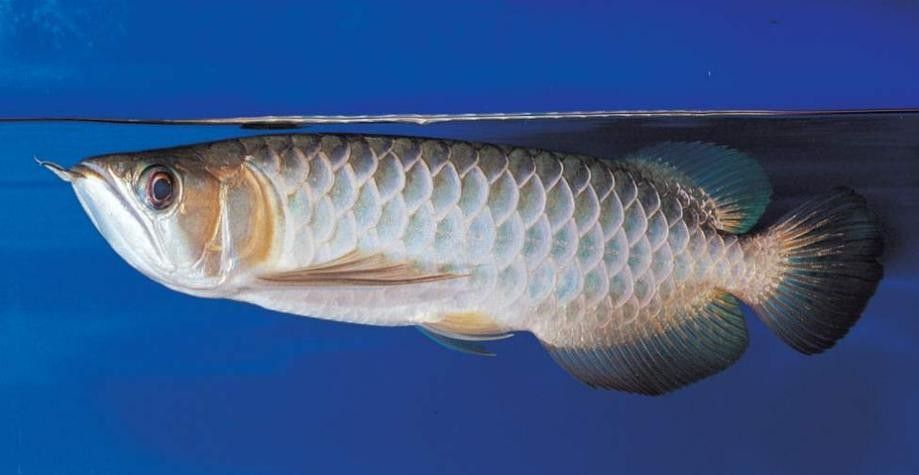 青龍魚是什么魚圖片欣賞