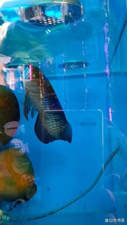 青龍魚是什么魚圖片欣賞