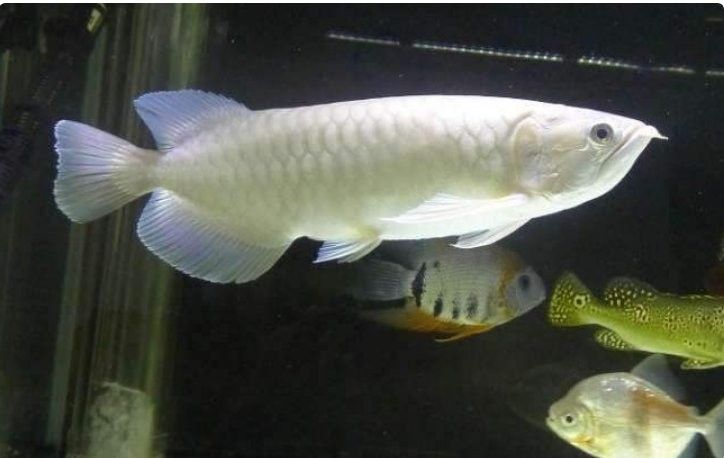 青龍魚是什么魚圖片欣賞