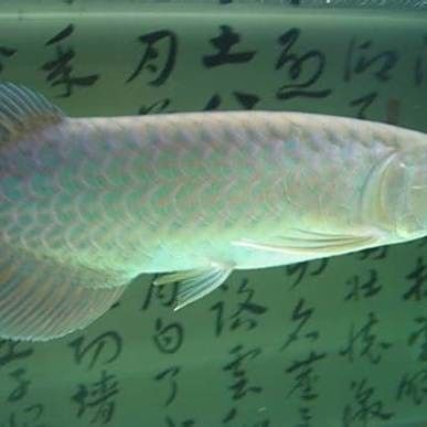 青龍魚是什么魚圖片欣賞