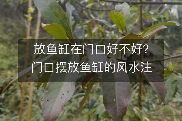 魚缸放入戶門對面好嗎（如何選擇合適大小的魚缸）