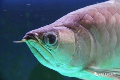 龍魚咽食困難怎么治療好：龍魚咽食困難怎么辦