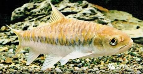 魟魚跟龍魚混養(yǎng)：魟魚與龍魚混養(yǎng)的詳細信息：[需手動填充]魚與龍魚混養(yǎng)是可行的