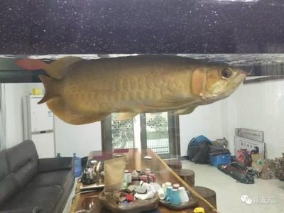 龍魚水溫多少度最好：龍魚水溫調控技巧，如何預防龍魚水溫驟變，銀龍魚最佳飼養環境
